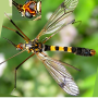 Nephrotoma crocata : habitus - male