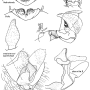 Nephrotoma crocata : hypopygium