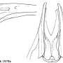 Nephrotoma crocata : ovipositor