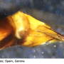 Nephrotoma crocata : ovipositor