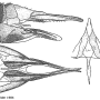 Nephrotoma dorsalis : ovipositor