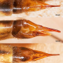 Nephrotoma dorsalis : ovipositor