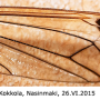Nephrotoma dorsalis : wing