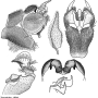 Nephrotoma electripennis : hypopygium