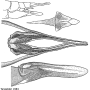 Nephrotoma electripennis : ovipositor