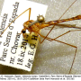 Nephrotoma ferruginea : habitus - female Nephrotoma ferruginea : habitus - female