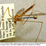 Nephrotoma ferruginea : habitus - female Nephrotoma ferruginea : habitus - female