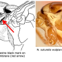Nephrotoma ferruginea : body part(s) - thorax Nephrotoma ferruginea : body part(s) - thorax