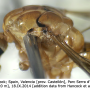 Nephrotoma ferruginea : body part(s) - thorax Nephrotoma ferruginea : body part(s) - thorax