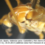 Nephrotoma ferruginea : body part(s) - thorax Nephrotoma ferruginea : body part(s) - thorax