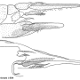 Nephrotoma ferruginea : ovipositor