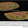 Nephrotoma ferruginea : wing