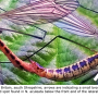 Nephrotoma flavescens : habitus - copula