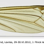 Nephrotoma flavescens : wing