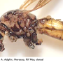 Nephrotoma fontana : body part(s) - thorax