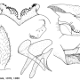 Nephrotoma fontana : hypopygium