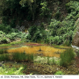 Nephrotoma fontana : habitat