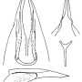 Nephrotoma fontana : ovipositor