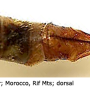 Nephrotoma fontana : ovipositor