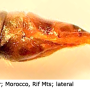 Nephrotoma fontana : ovipositor