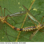 Nephrotoma guestfalica guestfalica: habitus - copula
