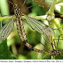 Nephrotoma guestfalica guestfalica: habitus - copula