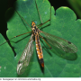 Nephrotoma guestfalica guestfalica: habitus - female