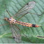 Nephrotoma guestfalica guestfalica: habitus - female