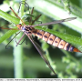 Nephrotoma guestfalica guestfalica: habitus - female