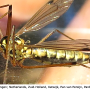 Nephrotoma guestfalica guestfalica: habitus - female