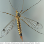 Nephrotoma guestfalica guestfalica: habitus - female