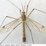 Nephrotoma guestfalica guestfalica: habitus - male