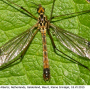 Nephrotoma guestfalica guestfalica: habitus - male