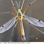 Nephrotoma guestfalica guestfalica: habitus - male