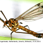 Nephrotoma guestfalica guestfalica: habitus - male