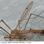 Nephrotoma guestfalica guestfalica: habitus - male