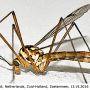Nephrotoma guestfalica guestfalica: habitus - male
