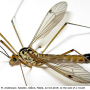 Nephrotoma guestfalica guestfalica: habitus - male