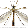 Nephrotoma guestfalica guestfalica: habitus - male