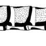 Nephrotoma guestfalica guestfalica: body part(s) - abdomen