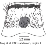 Nephrotoma guestfalica guestfalica: body part(s) - abdomen