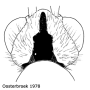 Nephrotoma guestfalica guestfalica: body part(s) - head