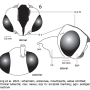 Nephrotoma guestfalica guestfalica: body part(s) - head