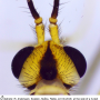 Nephrotoma guestfalica guestfalica: body part(s) - head