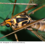 Nephrotoma guestfalica guestfalica: body part(s) - head and thorax