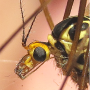 Nephrotoma guestfalica guestfalica: body part(s) - head and thorax