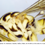 Nephrotoma guestfalica guestfalica: body part(s) - thorax