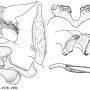 Nephrotoma guestfalica guestfalica: hypopygium