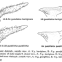 Nephrotoma guestfalica guestfalica: hypopygium