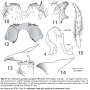 Nephrotoma guestfalica guestfalica: hypopygium